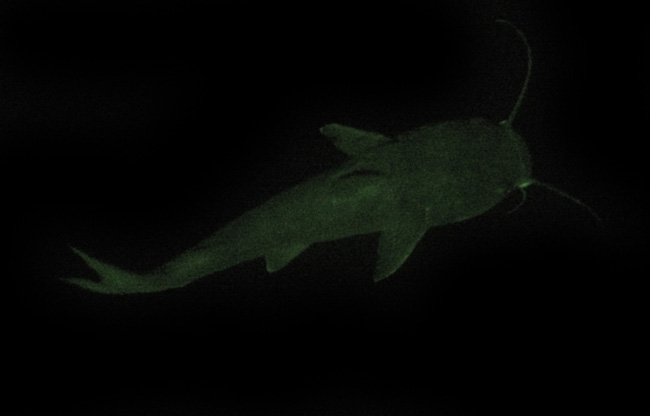 files/content/rdw/Logbook Photos/13-09-08_Catfish02.jpg files/content/rdw/Logbook Photos/13-09-08_Catfish02.jpg