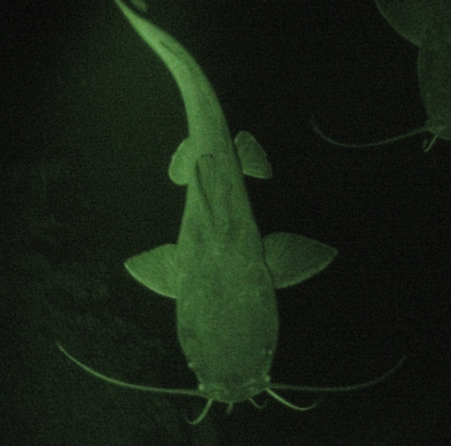 files/content/rdw/Logbook Photos/13-09-08_Catfish03.jpg files/content/rdw/Logbook Photos/13-09-08_Catfish03.jpg