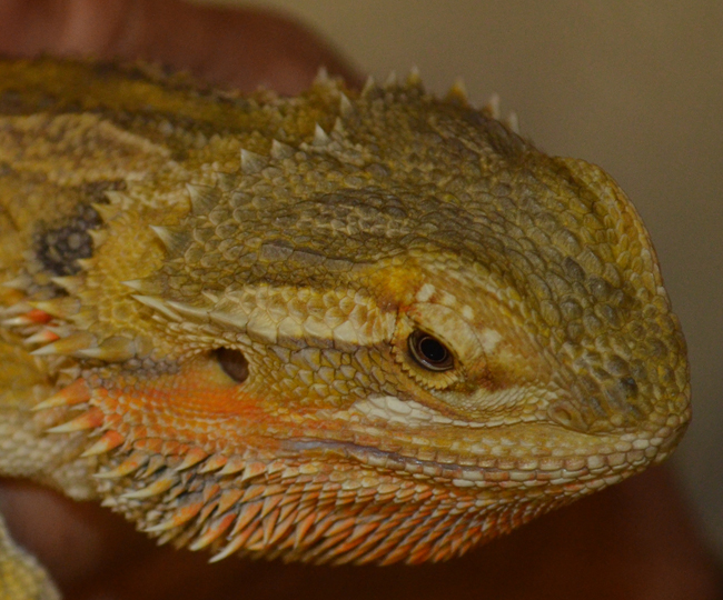 files/content/rdw/Logbook Photos/13-11-17Bartagame.jpg files/content/rdw/Logbook Photos/13-11-17Bartagame.jpg