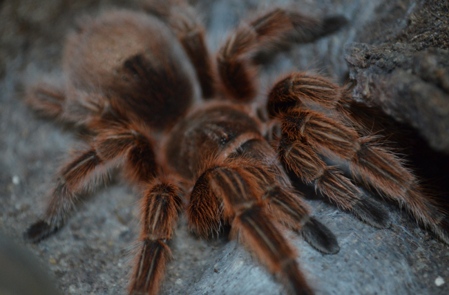 files/content/rdw/Logbook Photos/13-11-17Vogelspinne.jpg files/content/rdw/Logbook Photos/13-11-17Vogelspinne.jpg