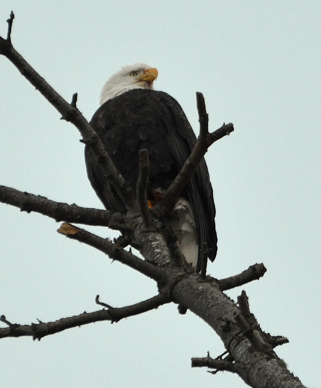 files/content/rdw/Logbook Photos/13-12-07Sitting_Bald-Eagle_k.jpg files/content/rdw/Logbook Photos/13-12-07Sitting_Bald-Eagle_k.jpg
