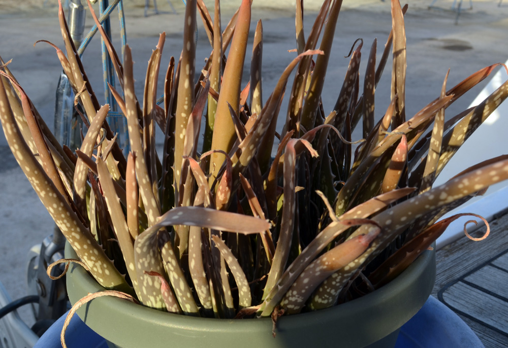 Aloe vera plant Aloe vera plant