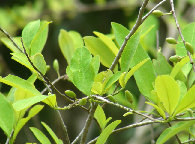 files/content/rdw/Logbook Photos/14-05-23Coca-Plant-K.jpg files/content/rdw/Logbook Photos/14-05-23Coca-Plant-K.jpg