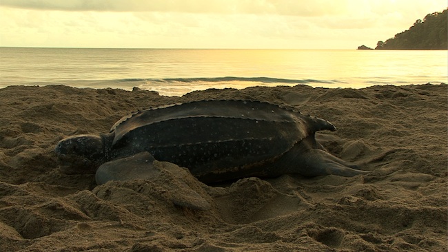 Nesting leatherback turtle Nesting leatherback turtle