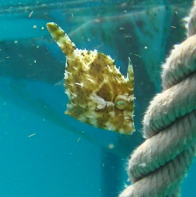 files/content/rdw/Logbook Photos/15-05-19_Fish-Rope.jpg files/content/rdw/Logbook Photos/15-05-19_Fish-Rope.jpg