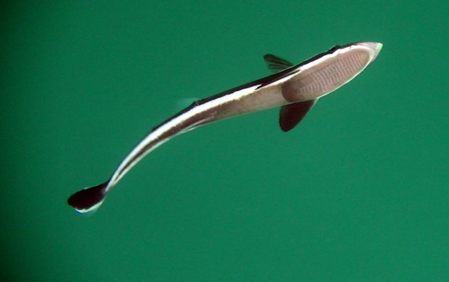 files/content/rdw/Logbook Photos/15-05-19_Sharksucker2.jpg files/content/rdw/Logbook Photos/15-05-19_Sharksucker2.jpg