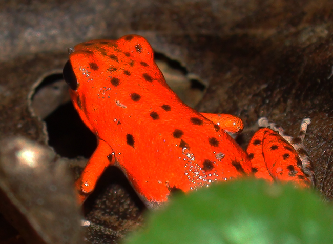 files/content/rdw/Logbook Photos/15-06-12_Redfrog.jpg files/content/rdw/Logbook Photos/15-06-12_Redfrog.jpg