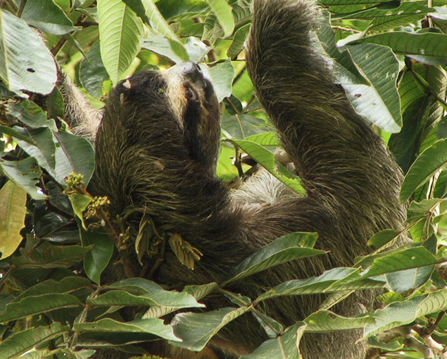 files/content/rdw/Logbook Photos/15-06-12_Sloth01.jpg files/content/rdw/Logbook Photos/15-06-12_Sloth01.jpg