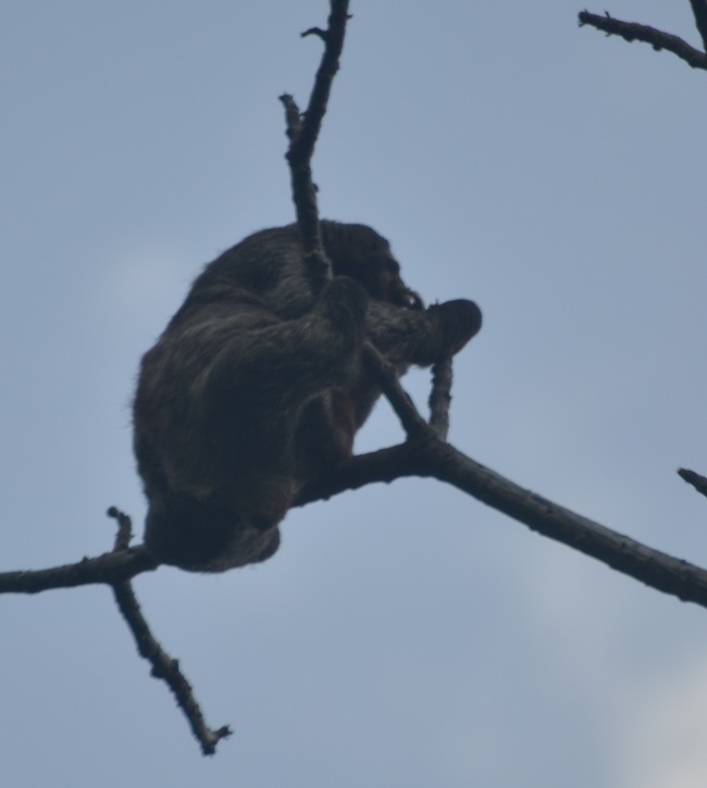 Sloth in the tree Sloth in the tree