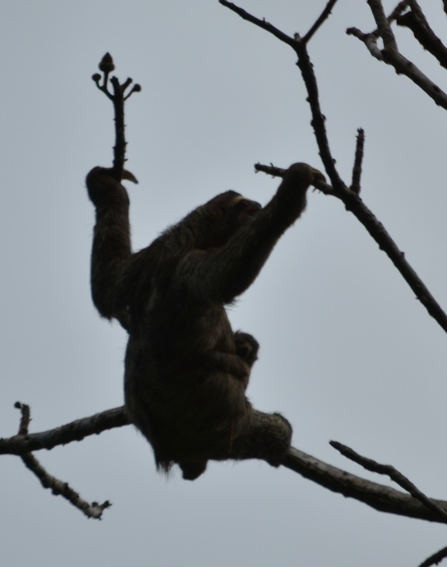 A sloth mom and baby A sloth mom and baby