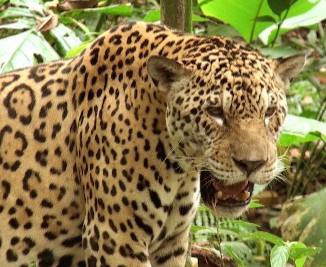 files/content/rdw/Logbook Photos/17-03-07JaguarKlein.jpg files/content/rdw/Logbook Photos/17-03-07JaguarKlein.jpg