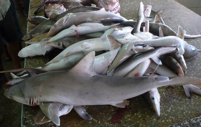 Sharks at POS market