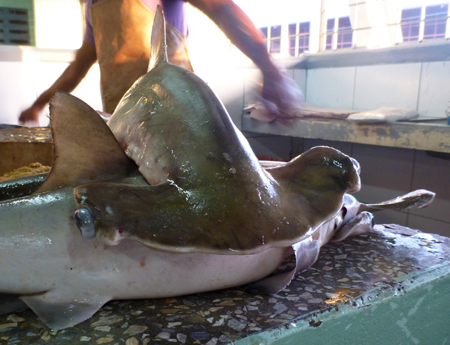 POS market - hammerhead shark