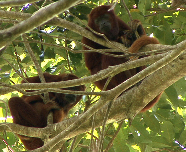Howler monkeys