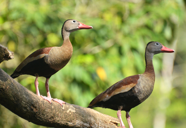 Black-bellied whistling ducks
