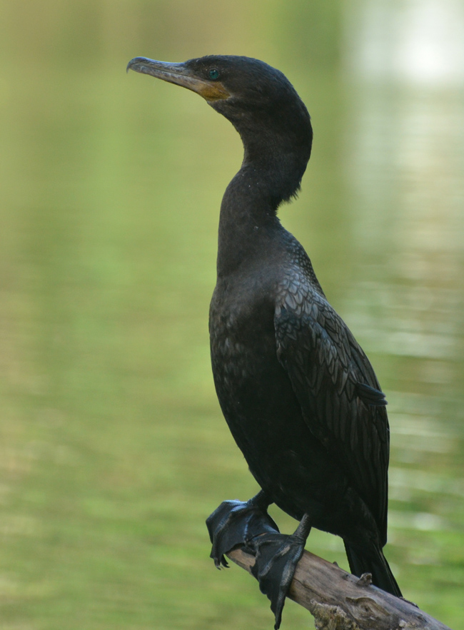Cormorant