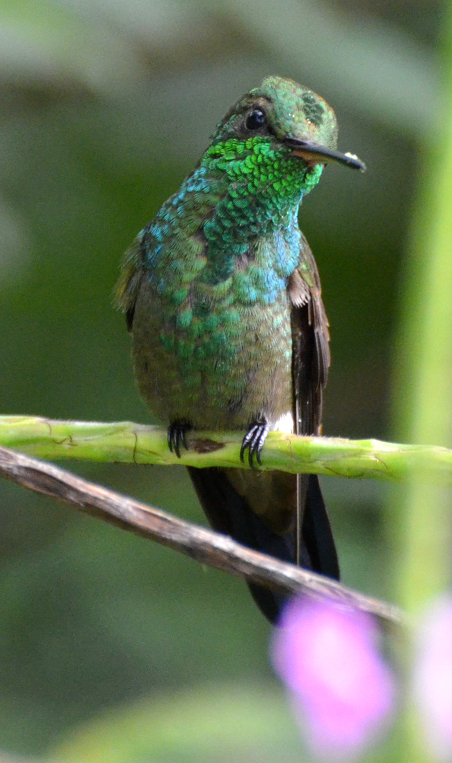 Hummingbird at Asa Wright