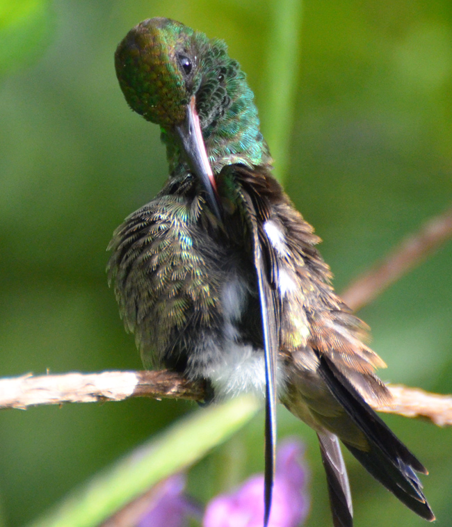Hummingbird at Asa Wright