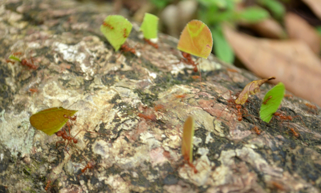 Leaf-eating ants