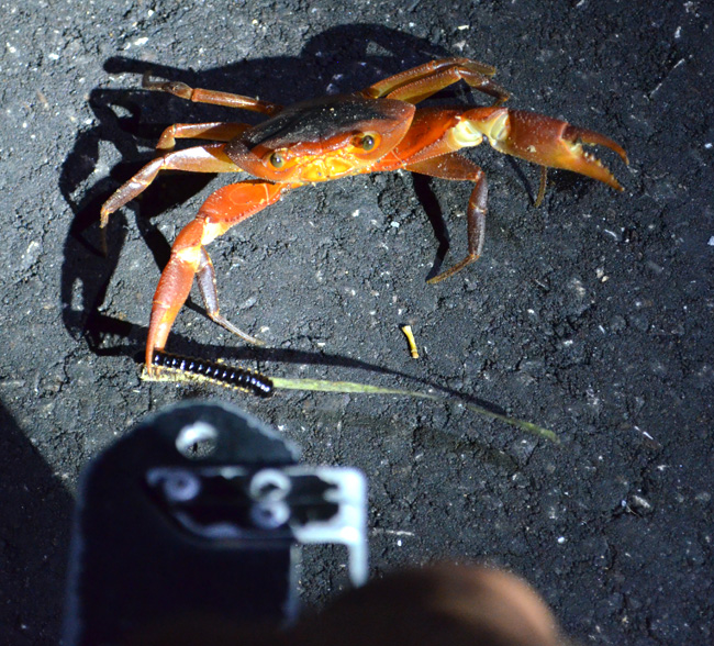 Crab at night