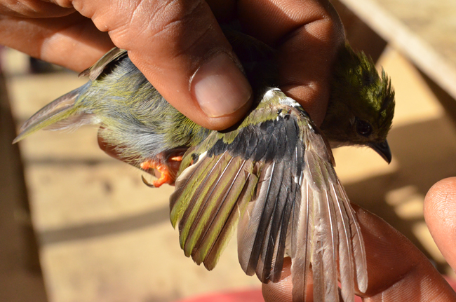 Bird-banding - view of feathers