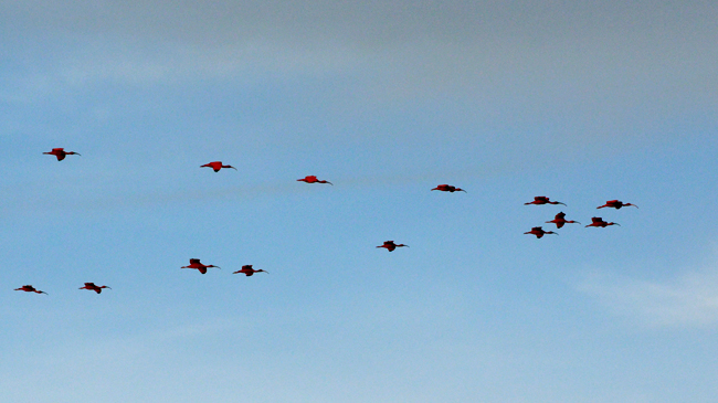 Scarlet ibis flying