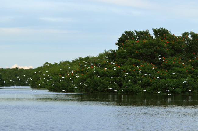 Ibises and egrets roosting, Caroni Swamp