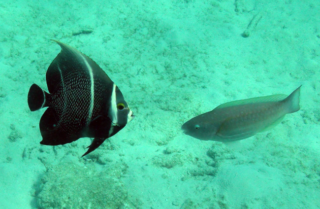 files/content/rdw/Pictures/Bonaire/Angel-Parrotfish_s.jpg files/content/rdw/Pictures/Bonaire/Angel-Parrotfish_s.jpg