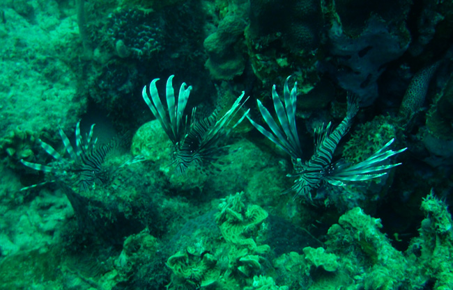 files/content/rdw/Pictures/Bonaire/Lionfish-Parade_s.jpg files/content/rdw/Pictures/Bonaire/Lionfish-Parade_s.jpg