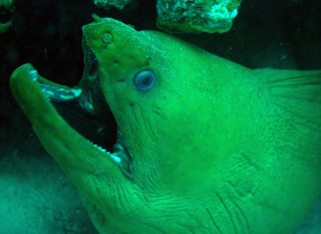 files/content/rdw/Pictures/Bonaire/Moray_s.jpg files/content/rdw/Pictures/Bonaire/Moray_s.jpg