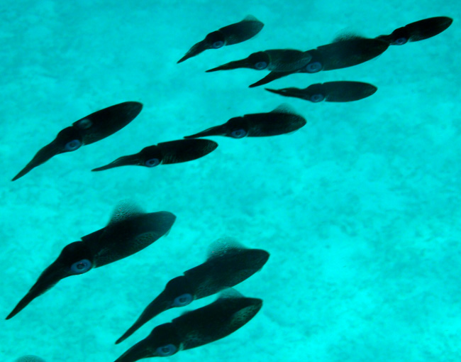 files/content/rdw/Pictures/Bonaire/Squid_s.jpg files/content/rdw/Pictures/Bonaire/Squid_s.jpg